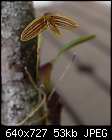 Bulbophyllum johnsonii-blb-jhnsni-01.jpg