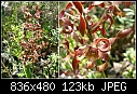 Dendrobium discolor x unknown-den-disxun-01.jpg