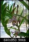 Dendrobium Ursula x Neo-Hawaii-den-ursxnh-01.jpg