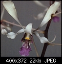 Dendrobium Ursula x Neo-Hawaii-lineale-1.jpg