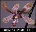 Dendrobium Ursula x Neo-Hawaii-lineale-2.jpg