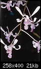 Dendrobium Ursula x Neo-Hawaii-lineale-3.jpg