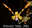 Dendrobium tangerinum 'Kuranda'-dendrobium-tangerinum-2006-12-09.jpg