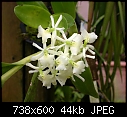 Epidendrum sp.-z-epi-sp.jpg