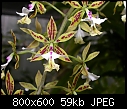 Epidendrum stamfordianum-z-epi-stamfordianum.jpg
