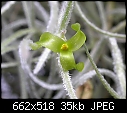 non-orchid-z-spanish-moss.jpg