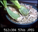 identification of my new Orchid.-orchid-base.jpg