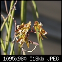 -den-teretifolium-158-a100-00245.jpg