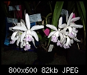 Click image for larger version

Name:	Cattleya intermedia Amethystina Aranbeem 1.jpg
Views:	944
Size:	81.9 KB
ID:	4243