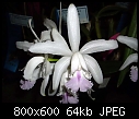 Click image for larger version

Name:	Cattleya intermedia Amethystina Aranbeem 2.jpg
Views:	443
Size:	64.1 KB
ID:	4244