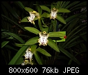 Click image for larger version

Name:	Cymbidium hookerianum.jpg
Views:	530
Size:	76.5 KB
ID:	4249