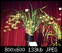 Click image for larger version

Name:	Cymbidium lowianum.jpg
Views:	1117
Size:	133.4 KB
ID:	4259
