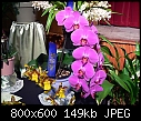 Click image for larger version

Name:	Phalaenopsis Abendrot 3.jpg
Views:	420
Size:	148.6 KB
ID:	4279