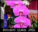 Click image for larger version

Name:	Phalaenopsis Abendrot 4.jpg
Views:	116
Size:	113.8 KB
ID:	4280