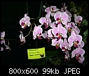 Click image for larger version

Name:	Phalaenopsis Chiali X Dipa Happy Velantina 2.jpg
Views:	427
Size:	98.5 KB
ID:	4281