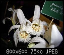 Pleione grandiflora  (semi) Alba X 3-pleione-grandiflora-alba-3.jpg