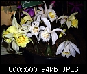 Click image for larger version

Name:	Pleione grandiflora Alba & Aureum forms.jpg
Views:	663
Size:	93.7 KB
ID:	4288