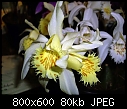 Click image for larger version

Name:	Pleione grandiflora Aureum 1.jpg
Views:	668
Size:	79.6 KB
ID:	4289