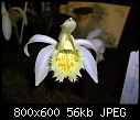 Click image for larger version

Name:	Pleione grandiflora Aureum 4.jpg
Views:	380
Size:	56.2 KB
ID:	4290