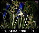 Click image for larger version

Name:	poroglossum muscosum 2.jpg
Views:	106
Size:	67.0 KB
ID:	4293