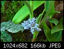 POE 2007 - Cleisocentron merrillianum - gorgeous blue flowers from Borneo-cleisocentron-merrillianum.jpg