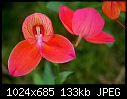 POE 2007 - Disa (Golden Bounty x uniflora) - gorgeous pink/orange/red-disa-golden-bounty-x-uniflora-.jpg