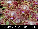 Click image for larger version

Name:	Phalaenopsis gigantea.jpg
Views:	530
Size:	212.6 KB
ID:	4327