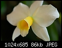 POE 2007 - Sl. Orpetii - stunning pale yellow minicatt-sl-orpetii.jpg