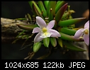 POE 2007 - Leptotes pauloensis - gorgeous pale pink flowered miniature-leptotes-pauloensis.jpg