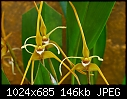 -maxillaria-fractiflexa-2.jpg
