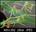 Click image for larger version

Name:	L coelogynoides 3.jpg
Views:	182
Size:	25.7 KB
ID:	4342