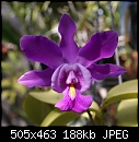 Click image for larger version

Name:	Schomburgkia tibicinis x C walkeriana1189a-A100372.jpg
Views:	1026
Size:	188.0 KB
ID:	4404