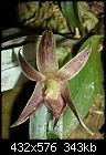 Epidendrum sophronitis-epidendrum-sophronitis-kalopternix-sophronitis-.jpg