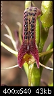 -orchid_cryptostylis_leptochila_balukwillam070311-7694.jpg