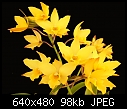 Orchid Sunshine-iwan-apple-blossom-golden-elf.jpg