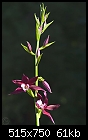 First good bloom - phaiocalanthechariotsoffire.jpg (1/1) [61K]-phaiocalanthechariotsoffire.jpg