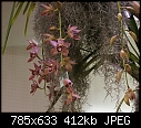 2 Cal Orchid Closeup-2calorchiddsc00452.jpg