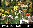 Santa Barbara Orchid Fair March 2007 (re-post 2) (uuencode) (1/2)-33_p3170659.jpg
