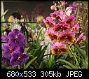 22 J&amp;M Orchids-22-j-m-v-yuukoisosumidadsc00475.jpg