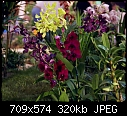 Click image for larger version

Name:	26Den ColorsSC00480.jpg
Views:	374
Size:	320.0 KB
ID:	4615