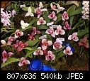 31 Cal Orchids Blue Ribbon-31calorchidblueribbondsc00491.jpg