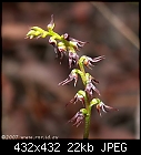 Sharp Mide Orchid-corunastylis_despectans_balukwillam070324-9305.jpg