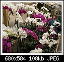 Phalaenopsis Bench-sboe-phalsdsc00430a.jpg
