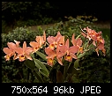 Happy Orchid - Blc. Zul - blczul0307.jpg (1/1) [96K]-blczul0307.jpg