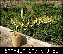 Epidendrum stamfordianum-epidstamf.jpg