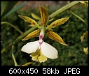 Epidendrum stamfordianum-epidstamfflower.jpg