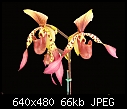 Click image for larger version

Name:	Paph Winged Flight.jpg
Views:	454
Size:	66.0 KB
ID:	4698