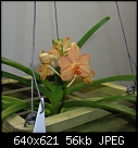 Click image for larger version

Name:	Ascda Su-Fun Beauty 'Orange Belle'.jpg
Views:	748
Size:	56.4 KB
ID:	4714