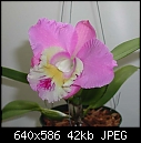 Click image for larger version

Name:	Lc Rosie's Surprise 'Hawaii'.jpg
Views:	527
Size:	42.3 KB
ID:	4726