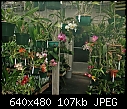 Click image for larger version

Name:	Mixed Orchids.jpg
Views:	329
Size:	106.6 KB
ID:	4729